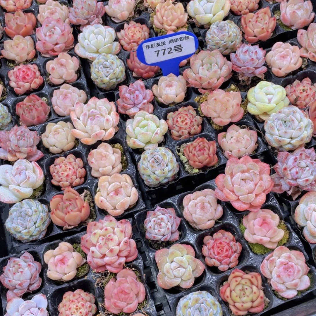 772号 奶油冰透美肉九个