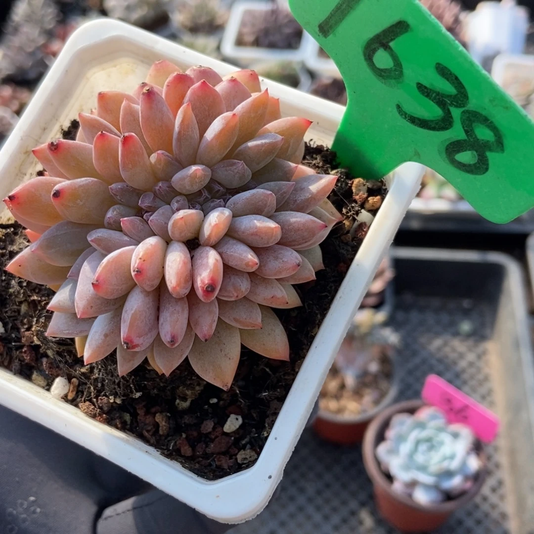 1638橙子缀多破了^_^^_^r