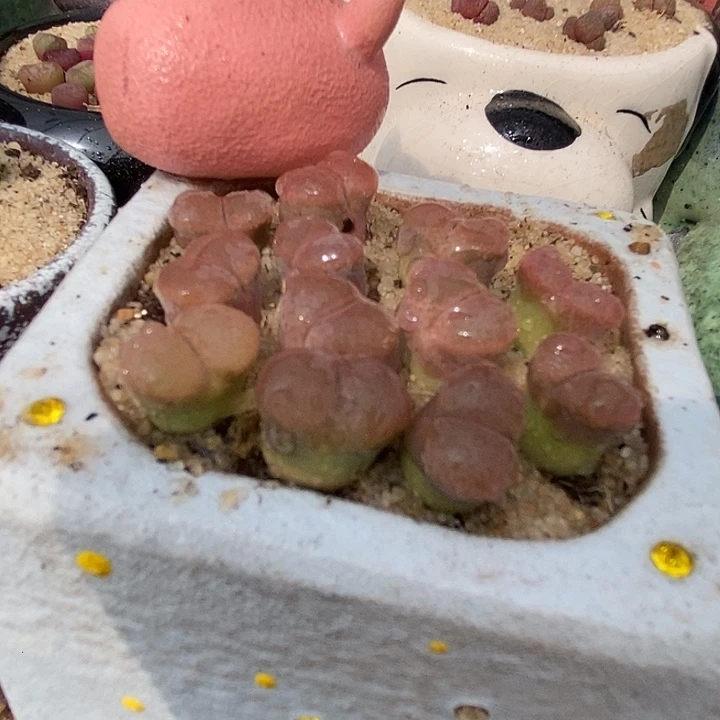 6528恩东风铃一颗