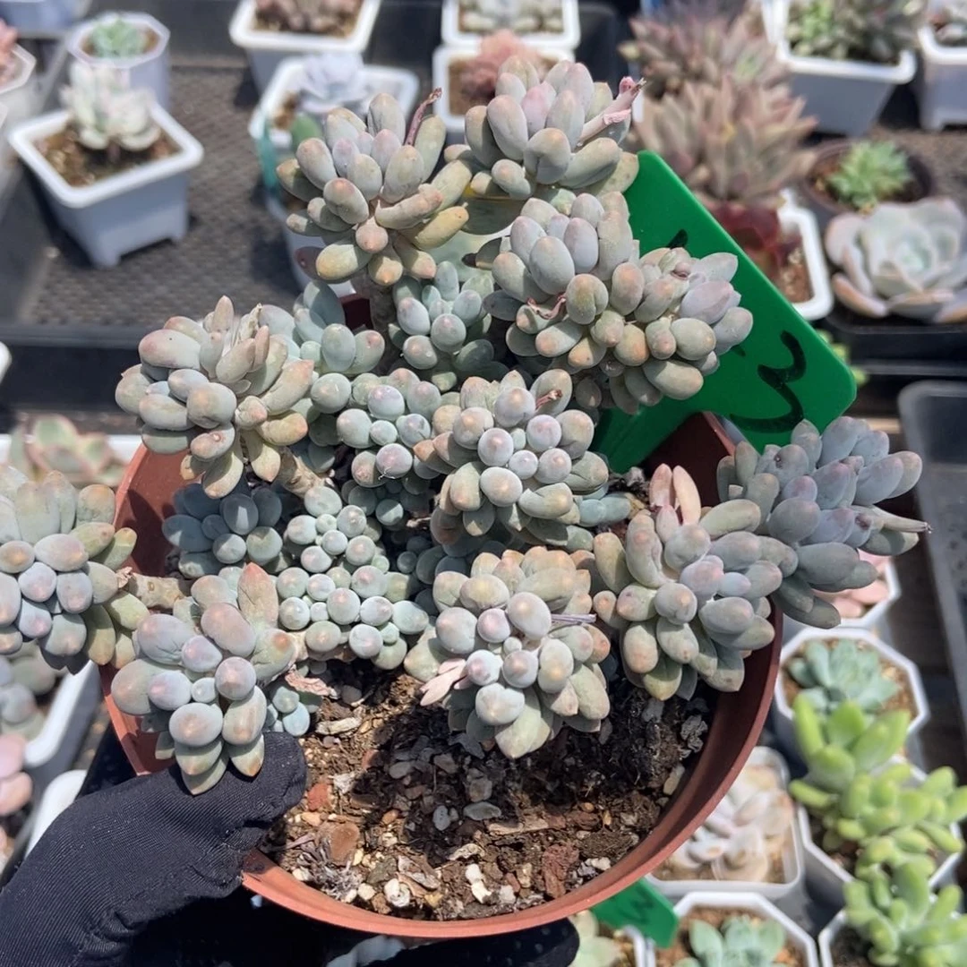 123婴儿手指多肉植物保护