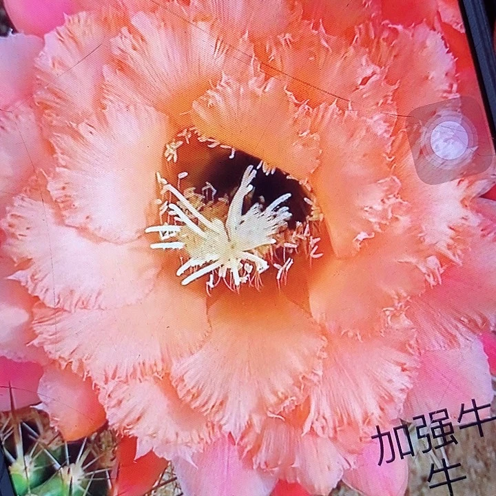 加强牛牛侧芽5公分毛花柱