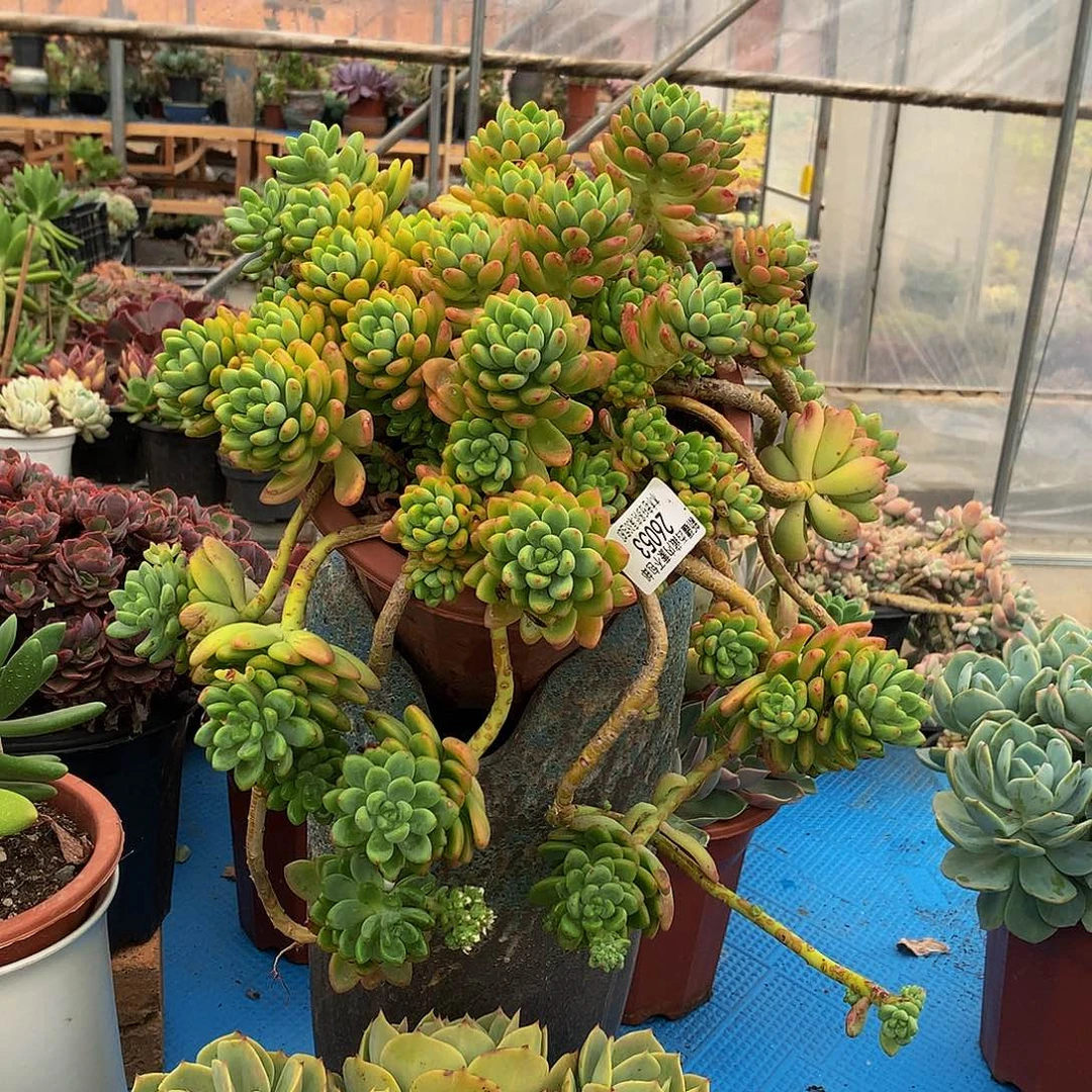 忆**谷   香格里拉26053