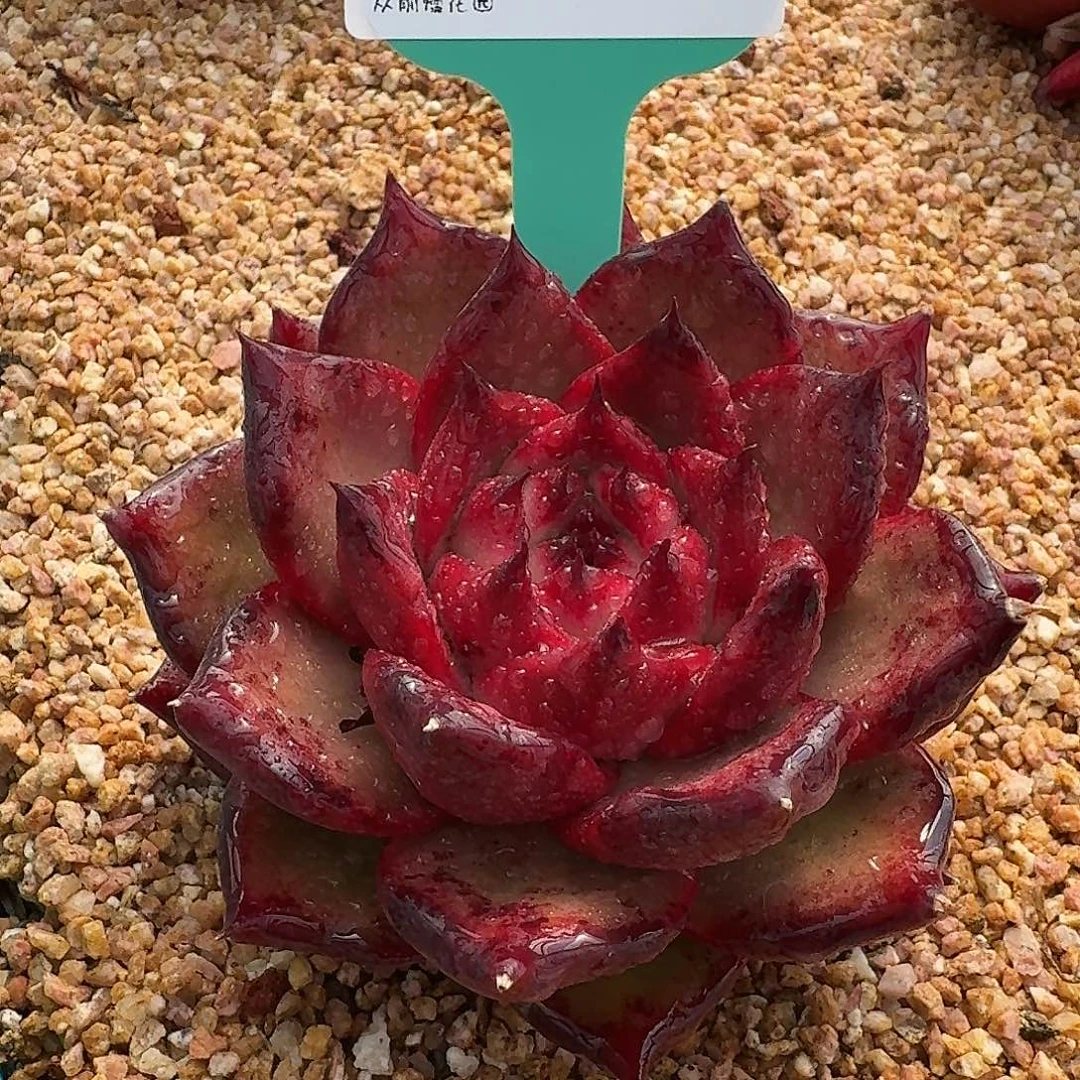 从前慢花园多肉0129-116量拍