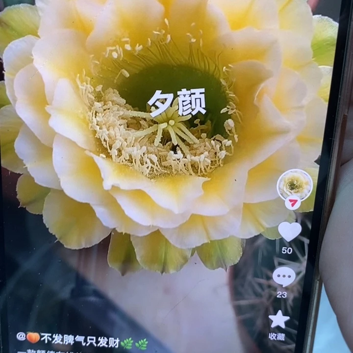 香香绿黄白7.5公分左右
