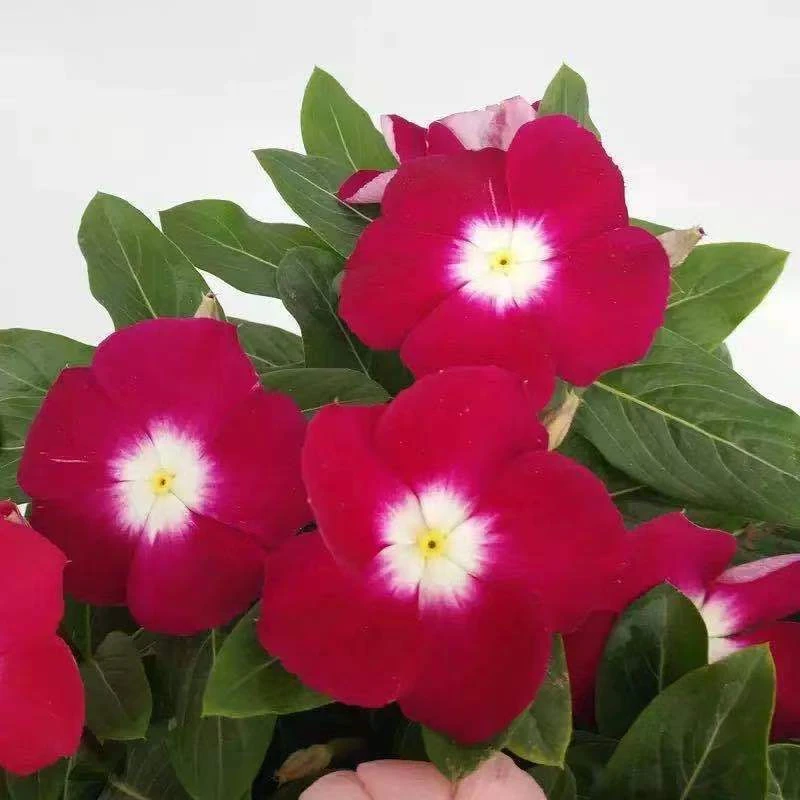 长春花天天开盆栽四季观花五叶梅花苗带花苞发货阳台窗台庭院