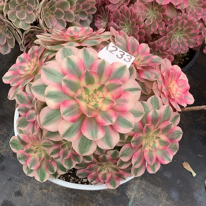 233.倾城多肉植物