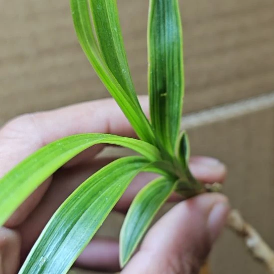 绿兰资源边转覆艺