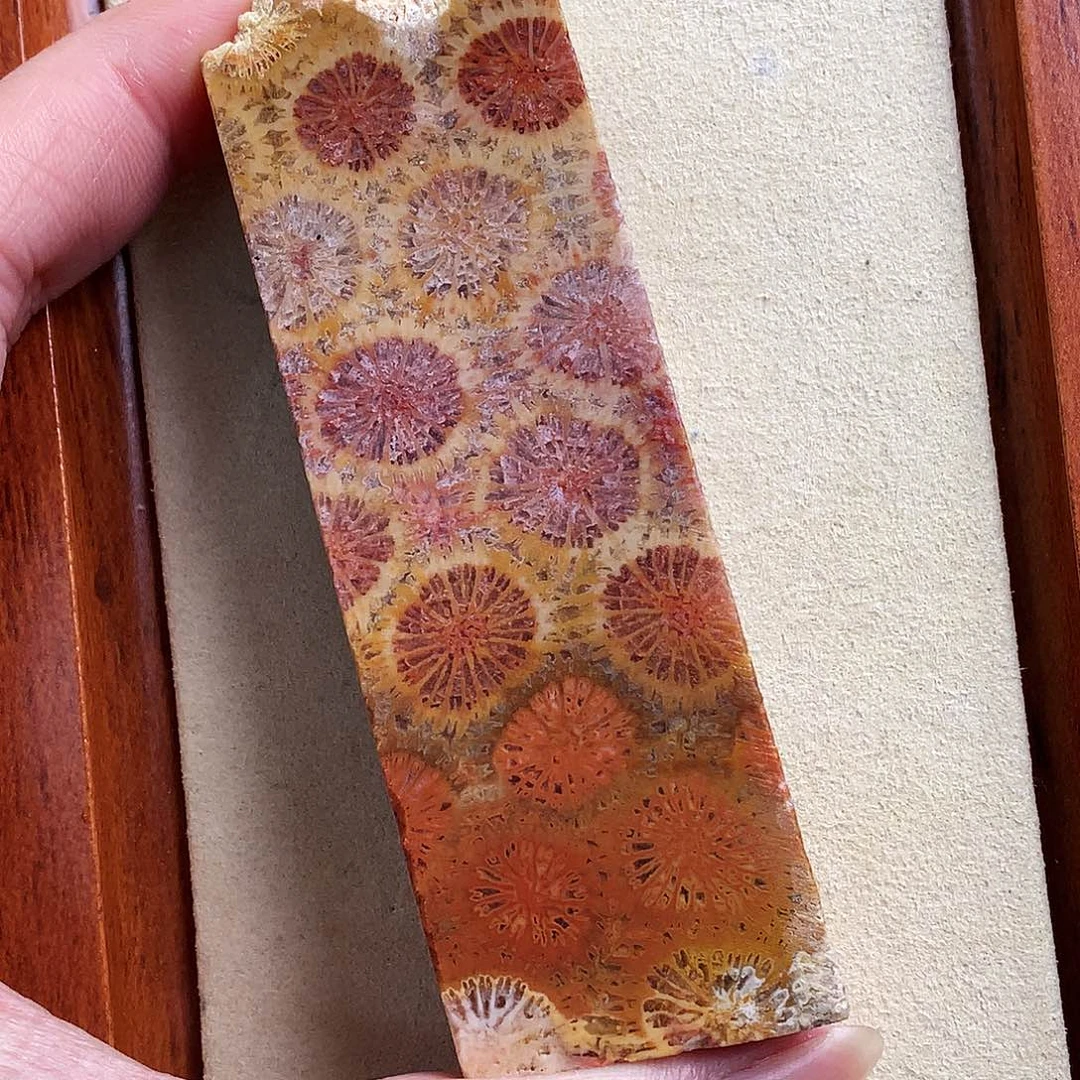 硅化珊瑚（珊瑚玉）未镶嵌29