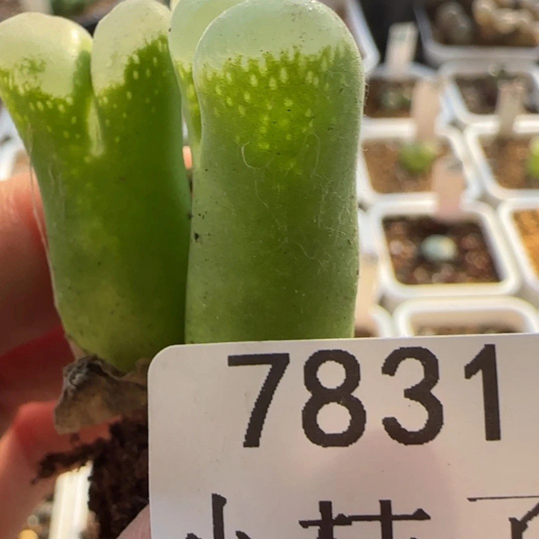 【闪购商品】再****@7831