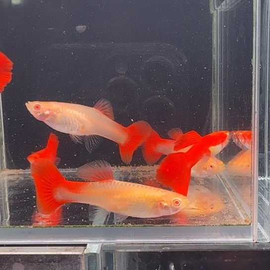 孔雀鱼全红3对孔雀鱼的