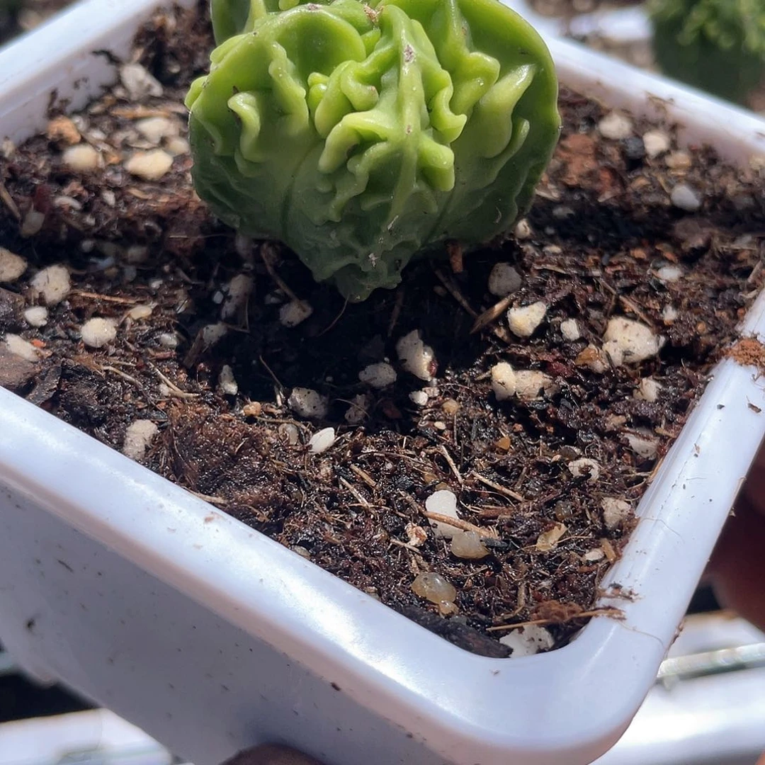 小核桃鸾凤玉带盆发货