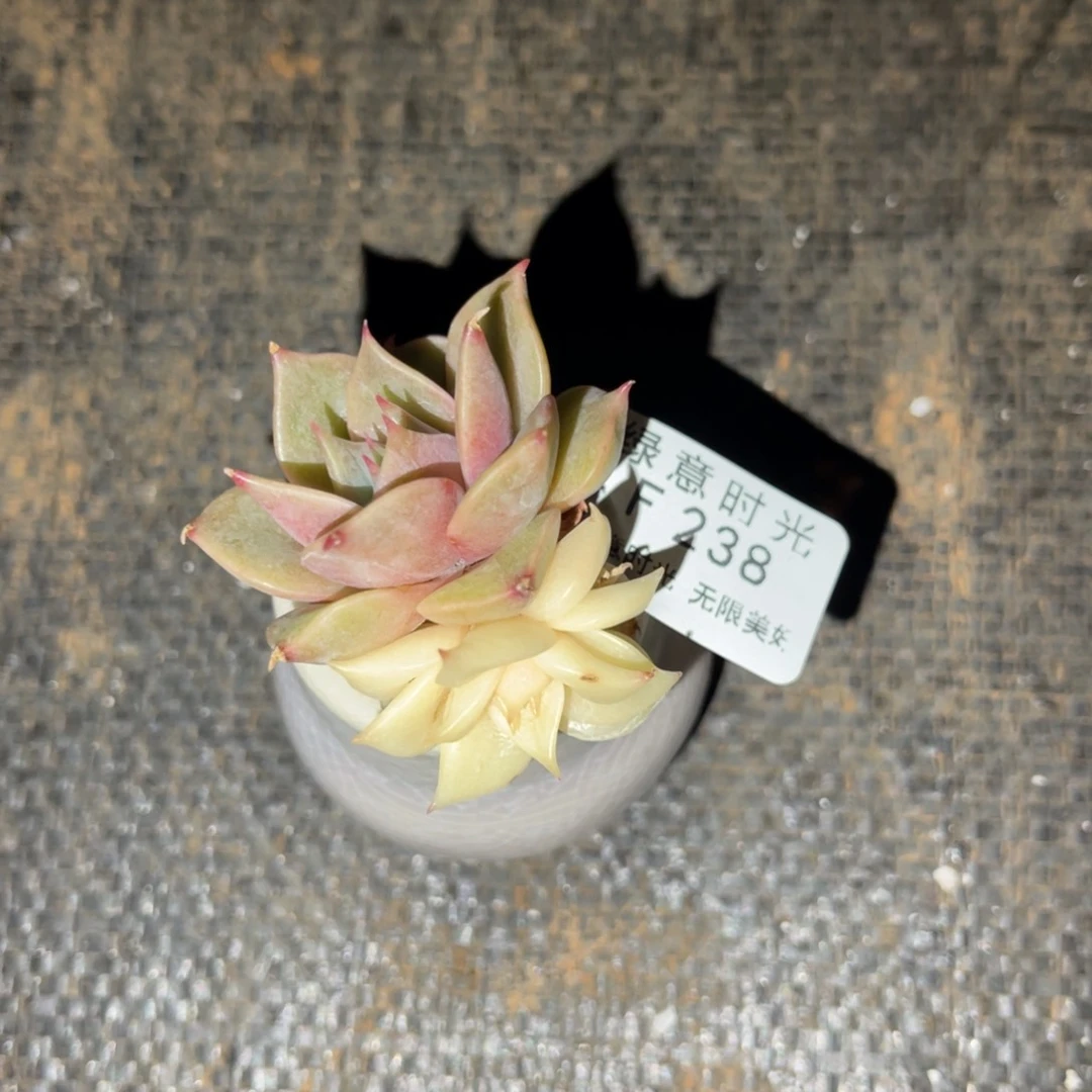 半**凉238 带陶瓷盆发货 满28包邮