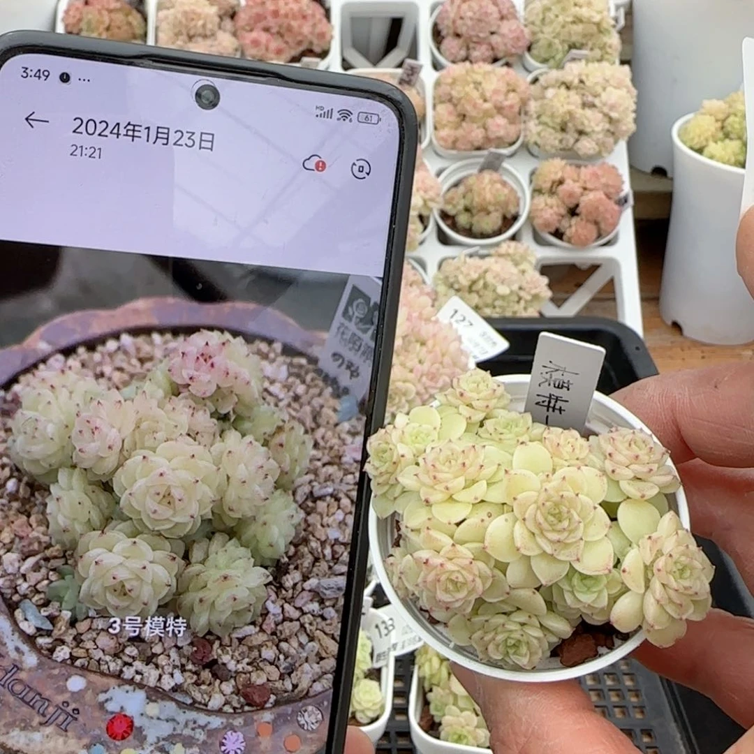 【闪购商品】0207-135（模特-3）