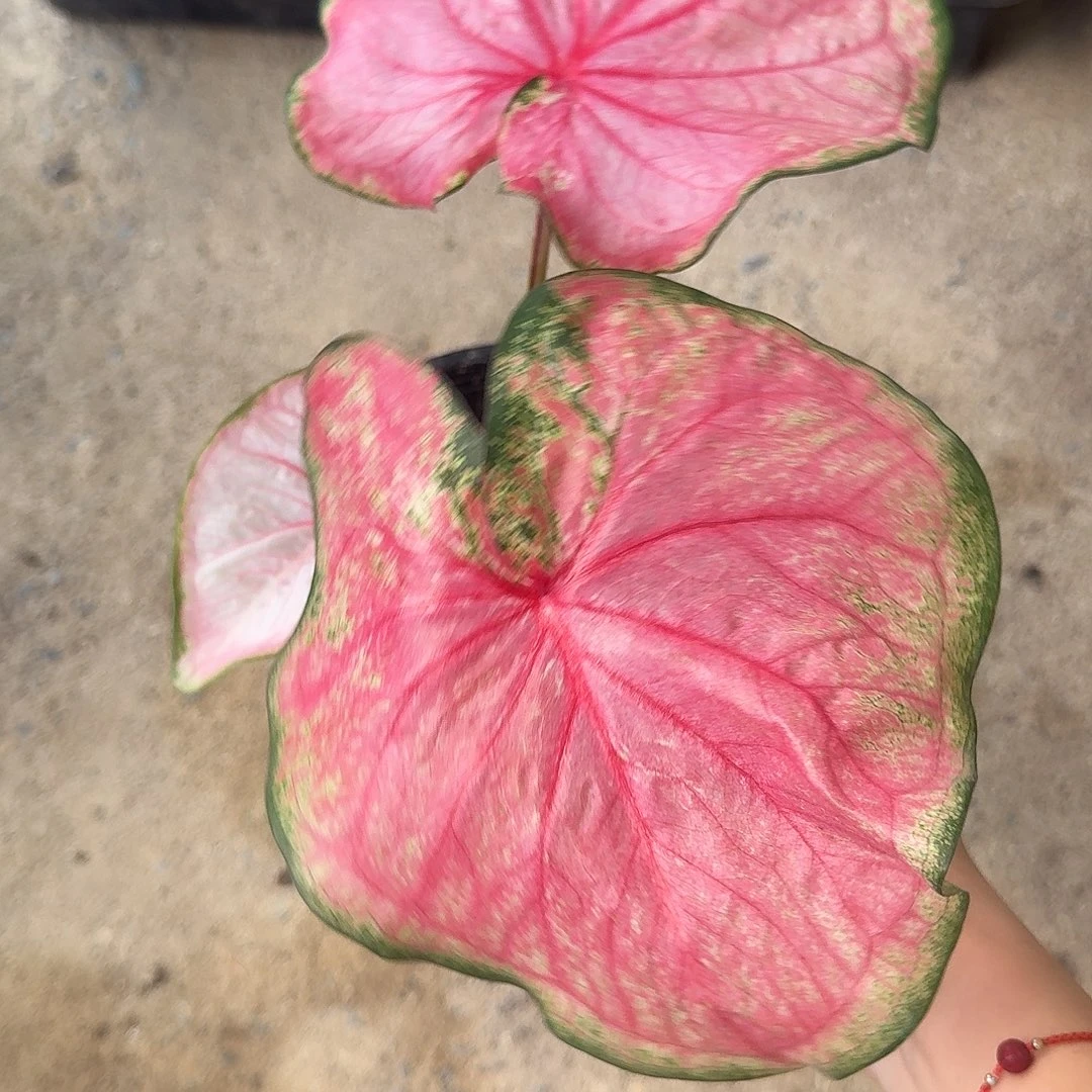 完全开放D077个体