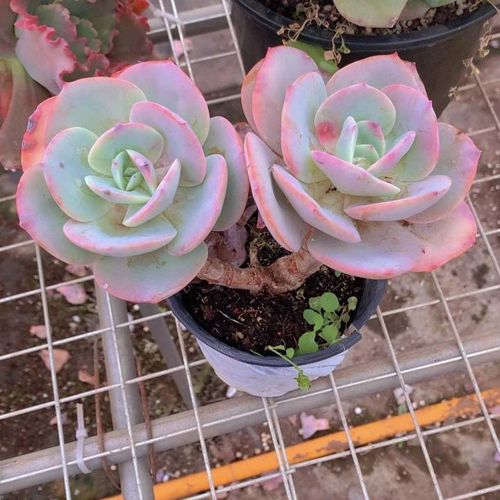无花朵幸*多肉植物555555