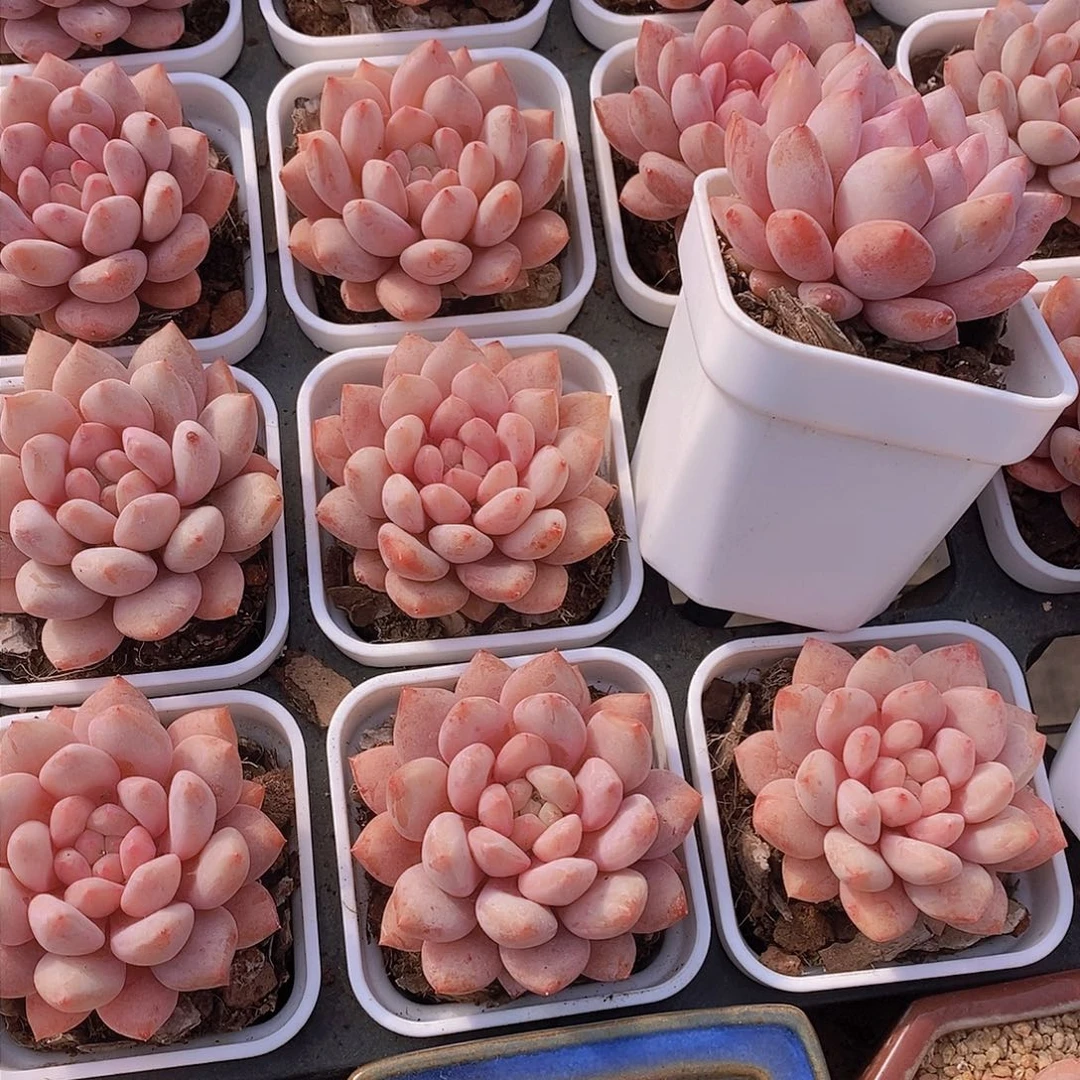 0124-半夏单头一颗 带白方 量拍