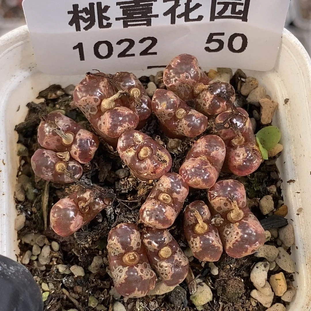 1022-50-勋章晒伤福利。
