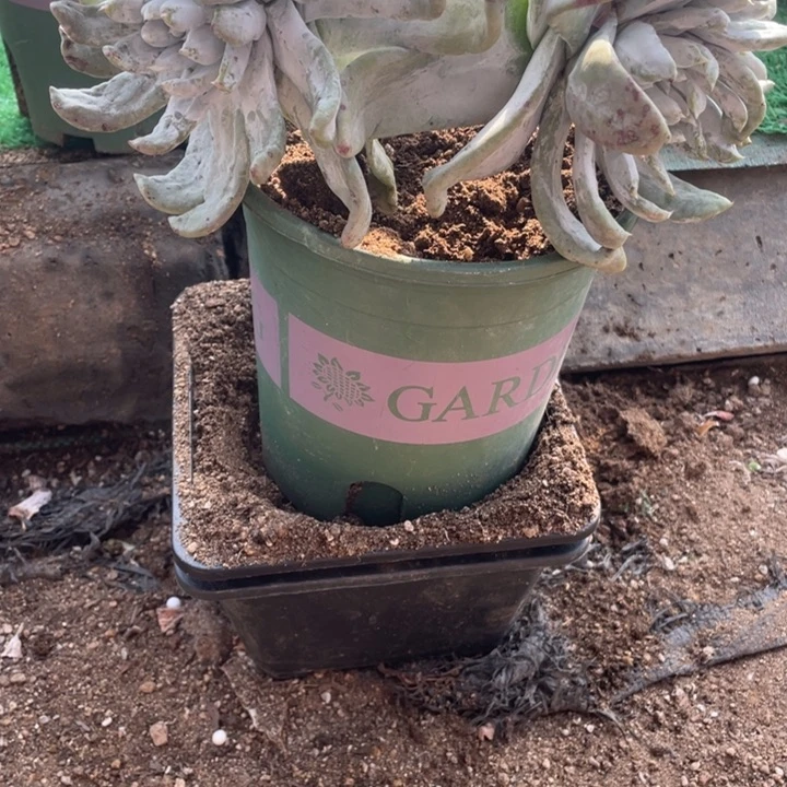 平*103号拇指多肉植物