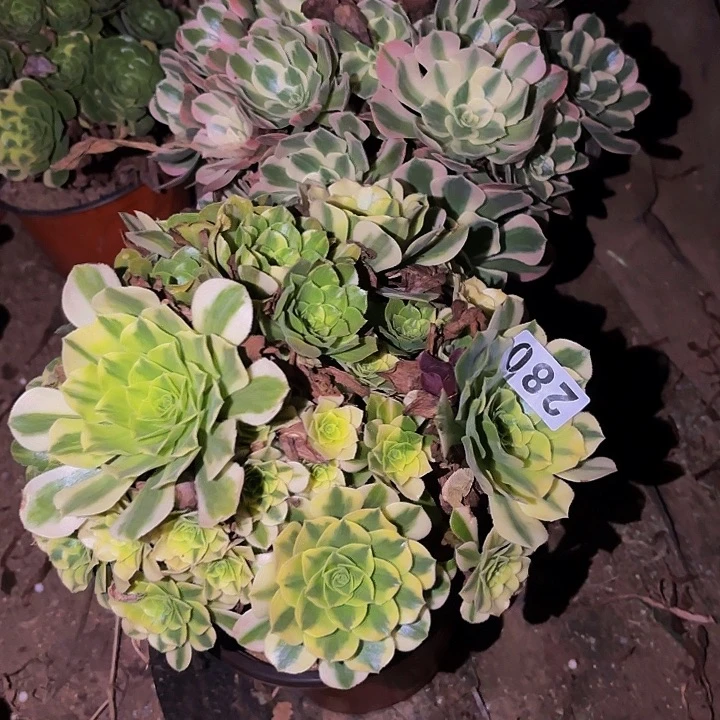 280七彩多肉植物不售后