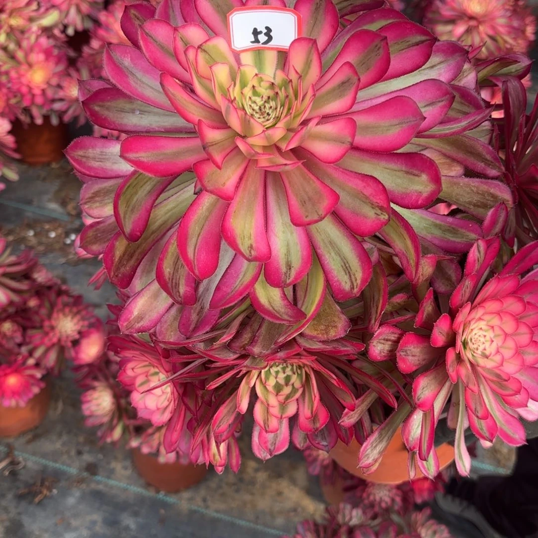 欧****饰53白月光多肉植物绿植