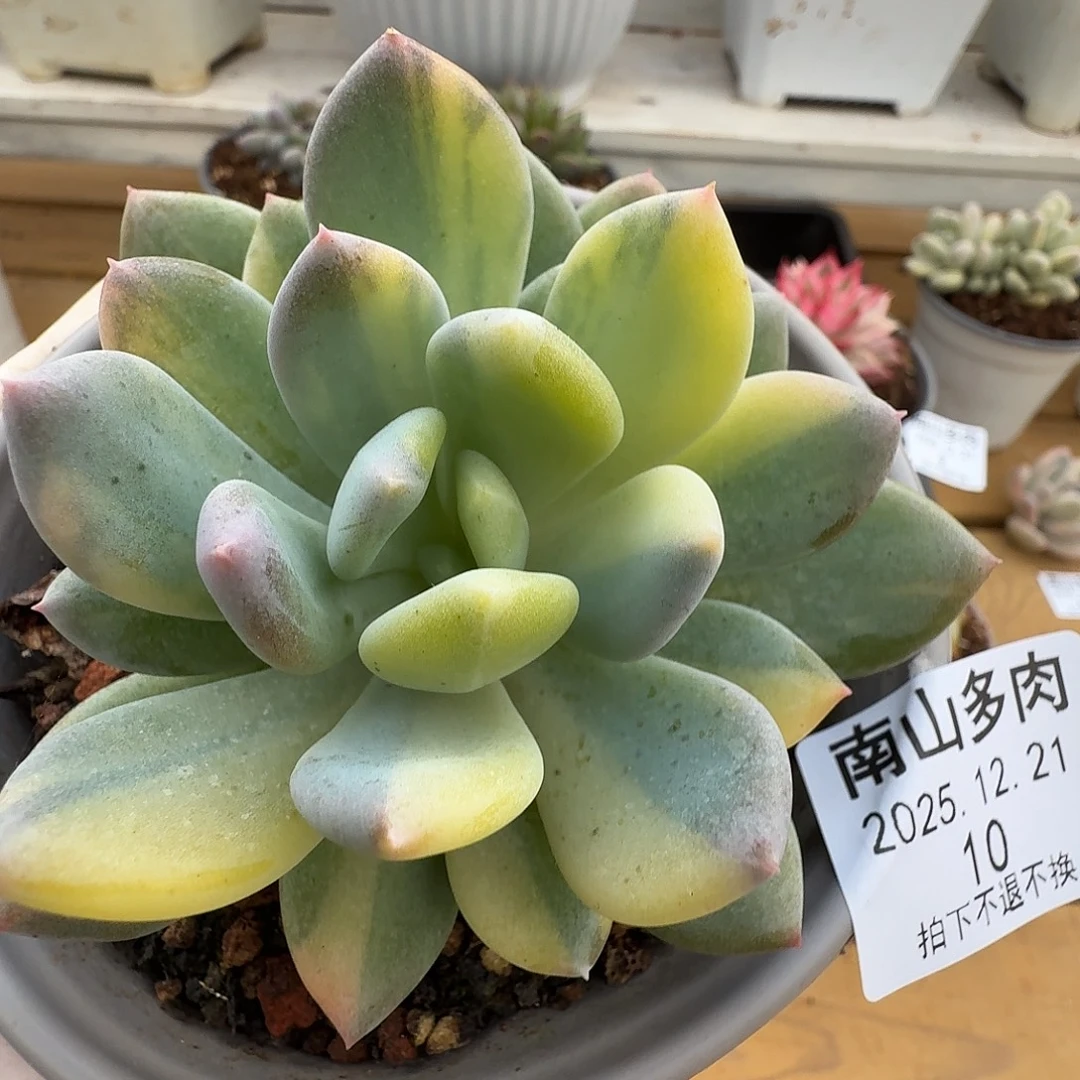 灰姑娘拉丝锦11111221-10