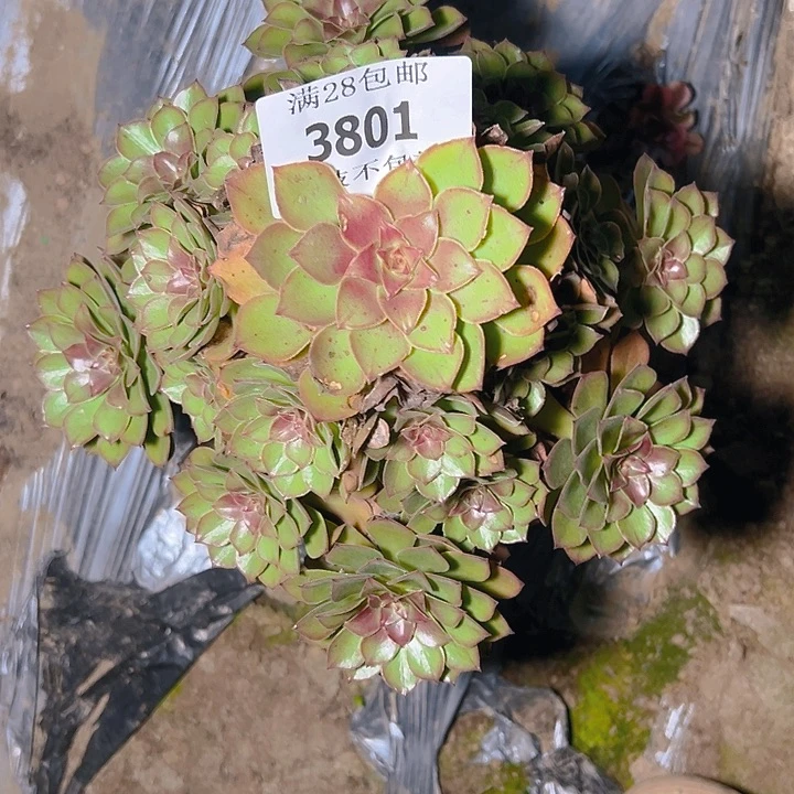 3801桃花石多肉植物