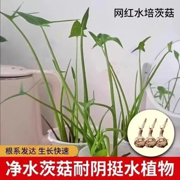 慈姑水培盆栽室内吸甲醛白花净水植绿植水培水养茨菇食用茨菇懒人