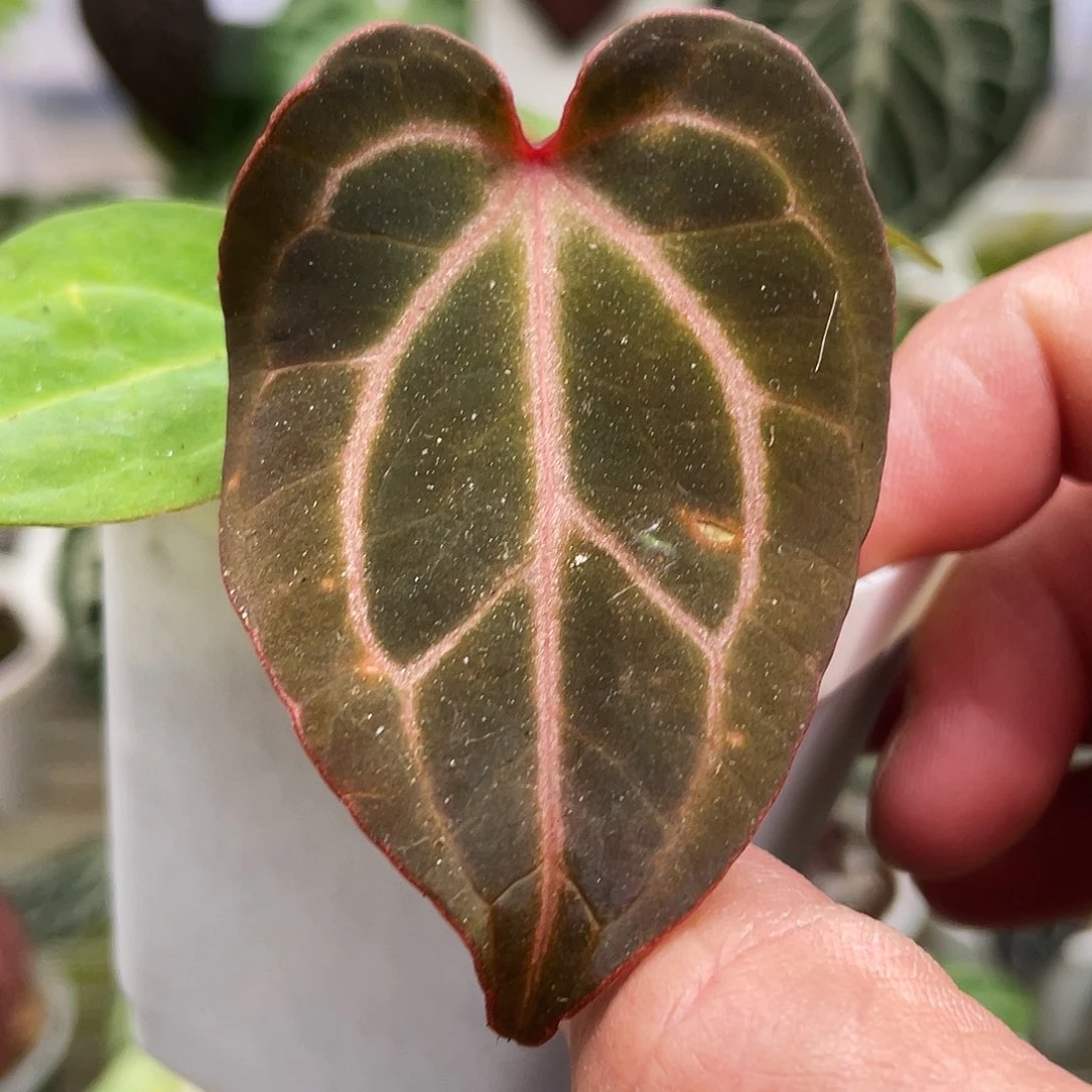 完全开放k红杂红水晶