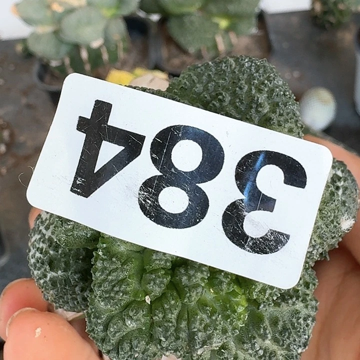 【闪购商品】无花朵厨***肉大尤哥斯拉384