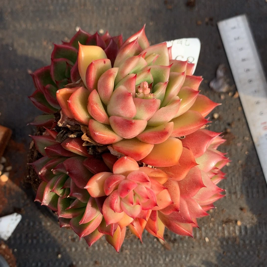 2968 杂交精品基地10厘米