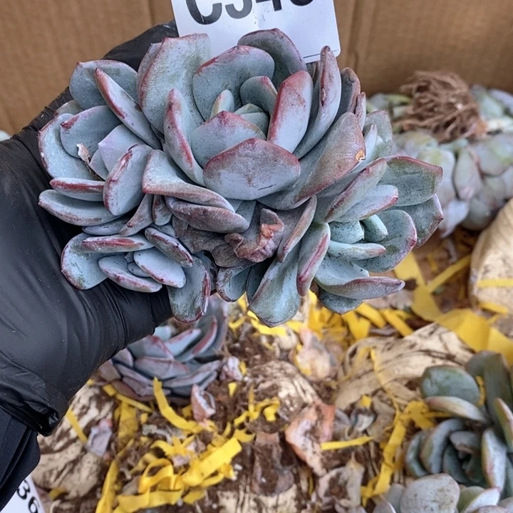 348奶茶呀呀呀呀呀