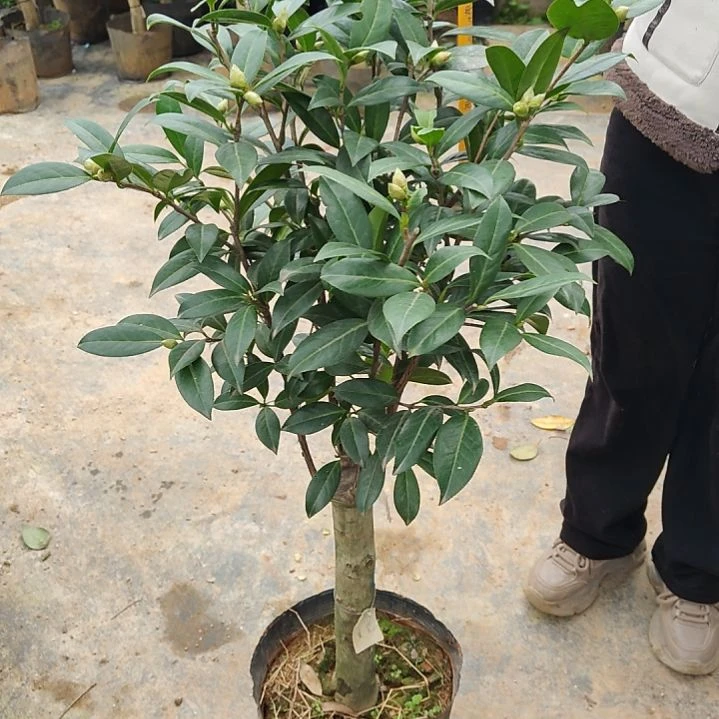 全部花苞复色期望不包邮