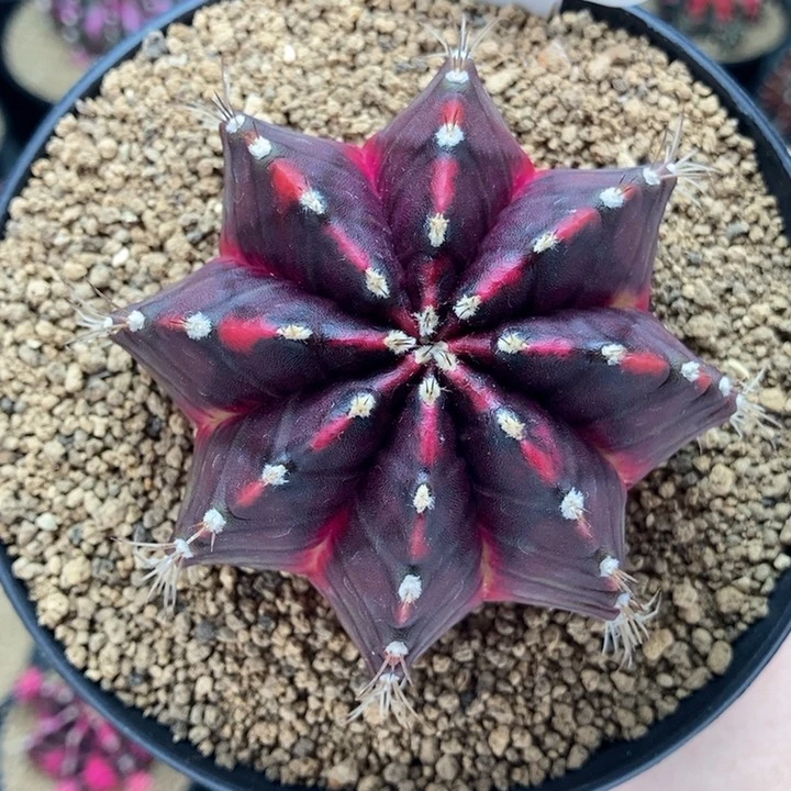 暗黑系 米哈仙人球