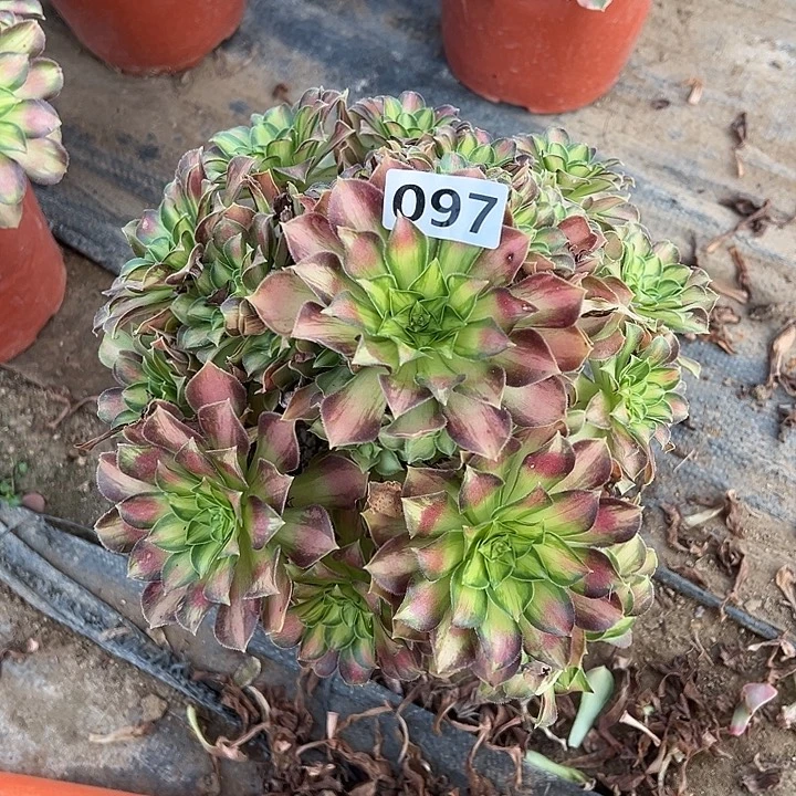 多肉植物韶华097号