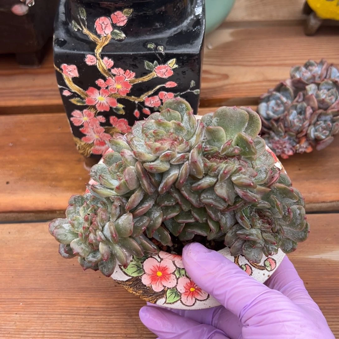 红恋缀 新年快乐