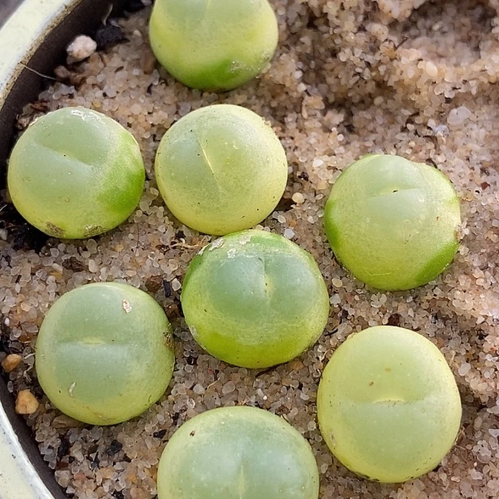 23527拉登样本一颗