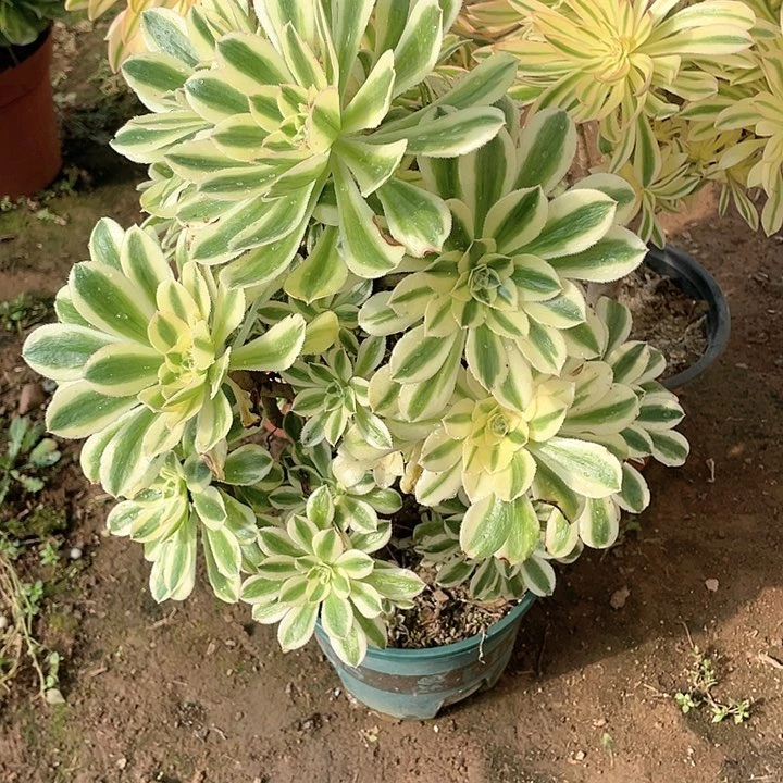 牛****）多肉植物多肉植物保时18块