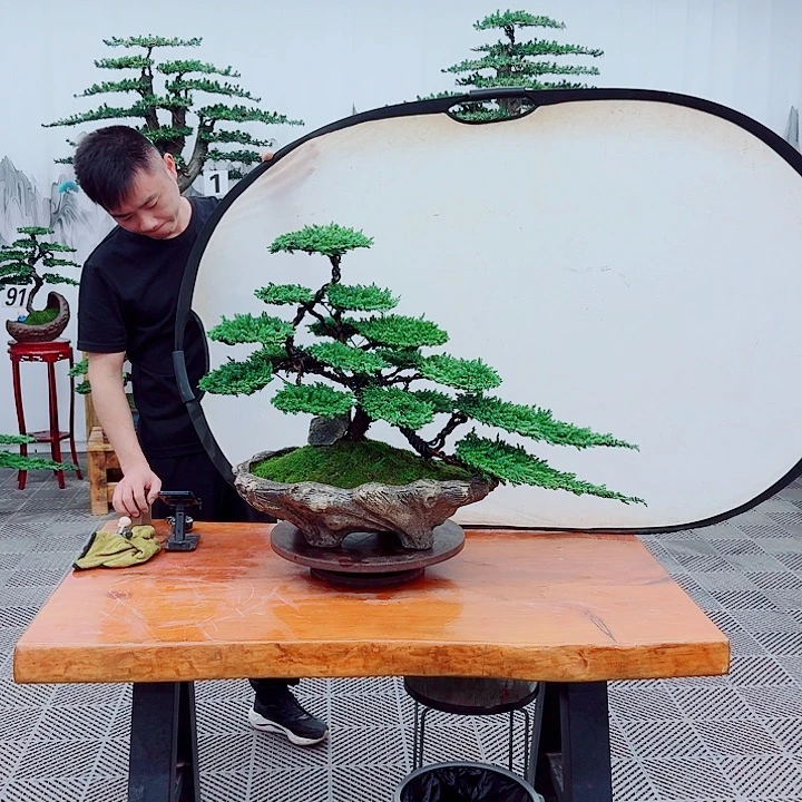 无花朵松柏盆景，一物一拍