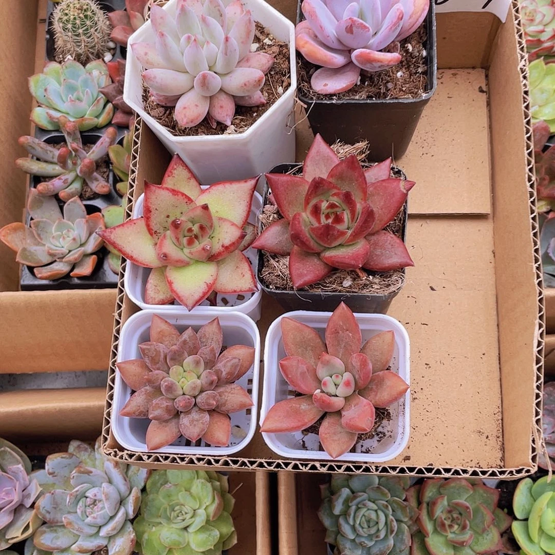 【量拍】6颗-1号约5厘米带盆土