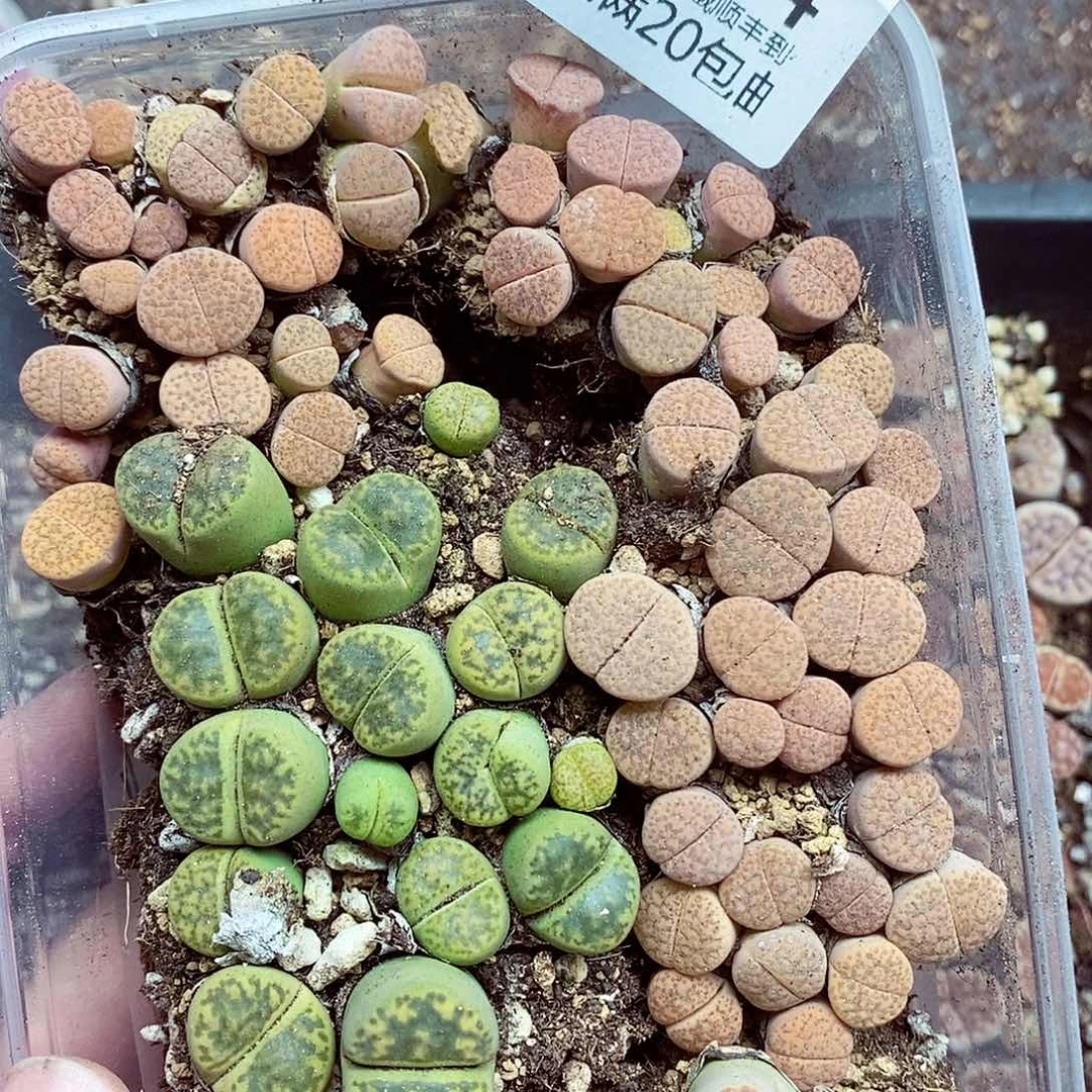 我们一起暴富吧074