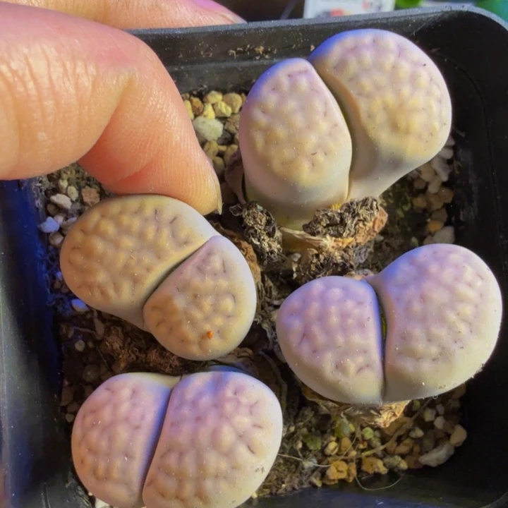 一***╮多肉葡萄的季节53