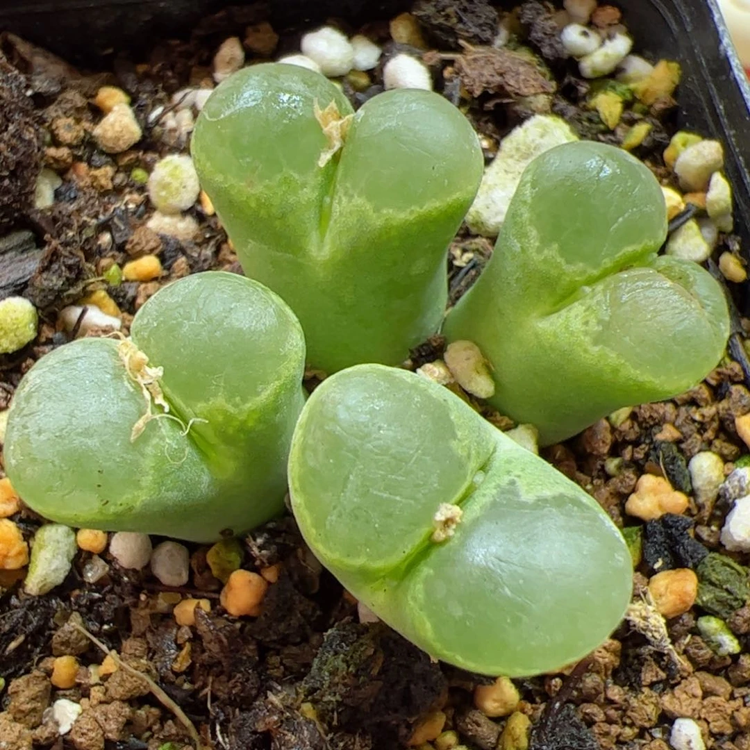 【闪购商品】22 风铃