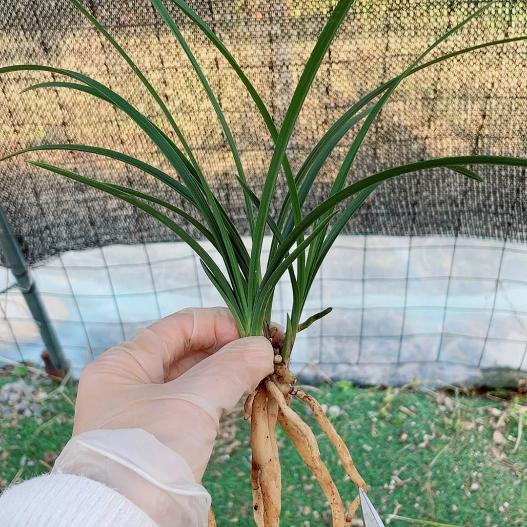 选***力完全开放兰花老化