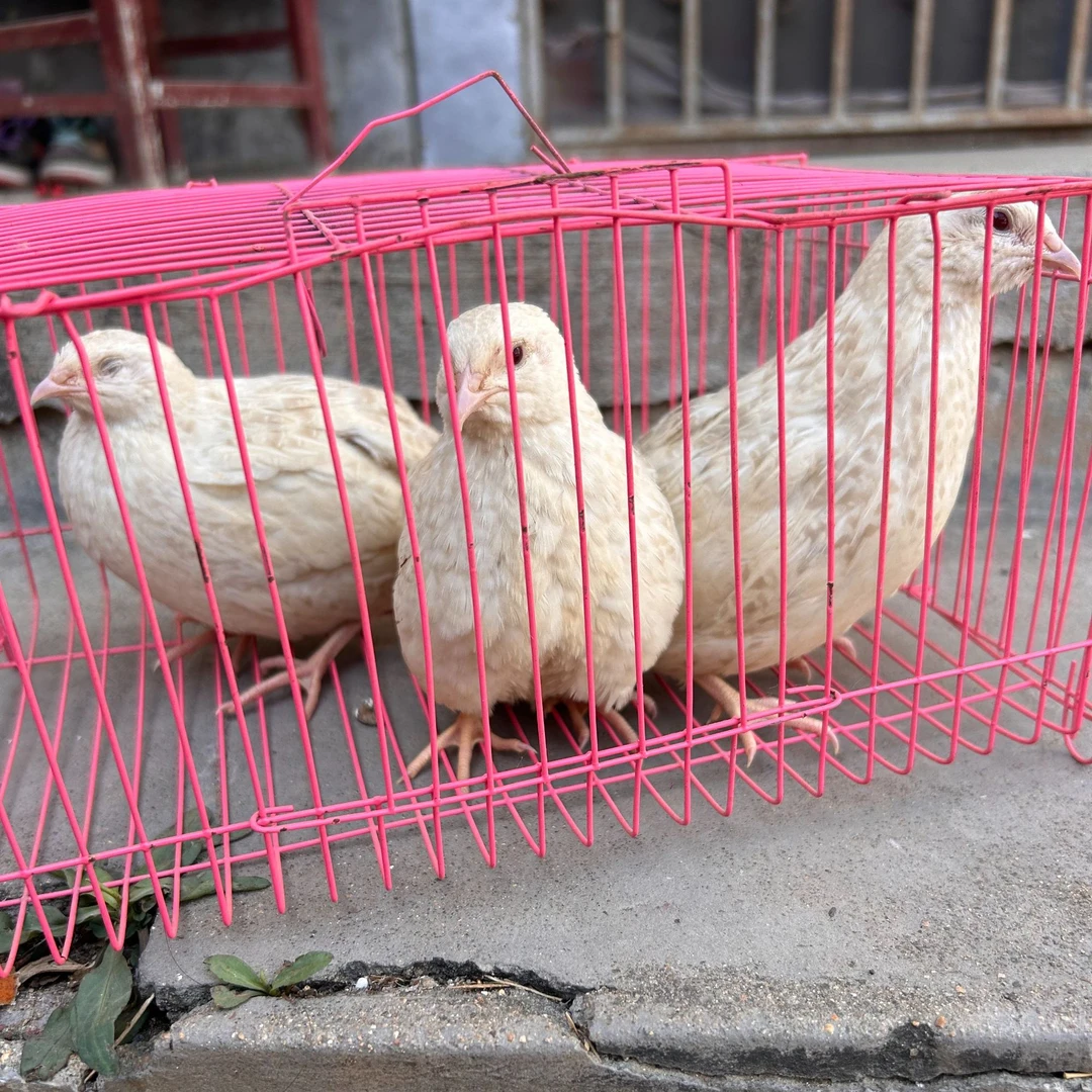 宠物鸡白羽鹌鹑下蛋青幼年宠物活苗