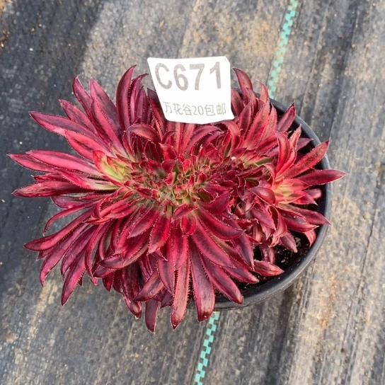 671朱雀缀多肉植物