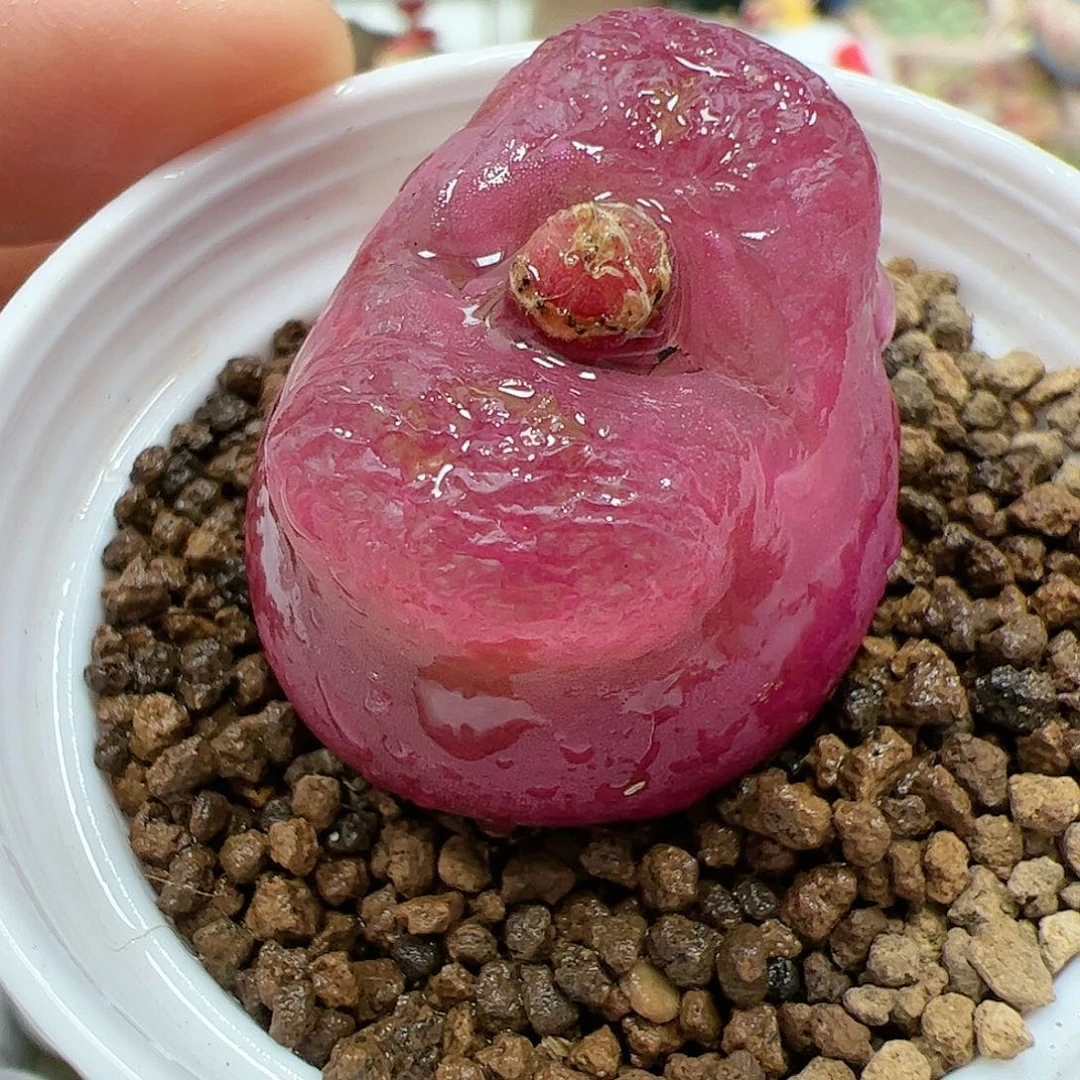 【闪购商品】284 带盆