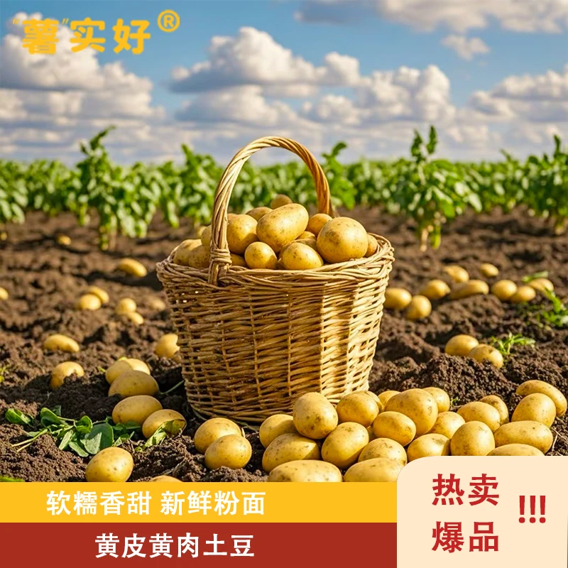 薯实好迷你薯中果土豆 现挖！黄皮黄肉！营养又实惠！