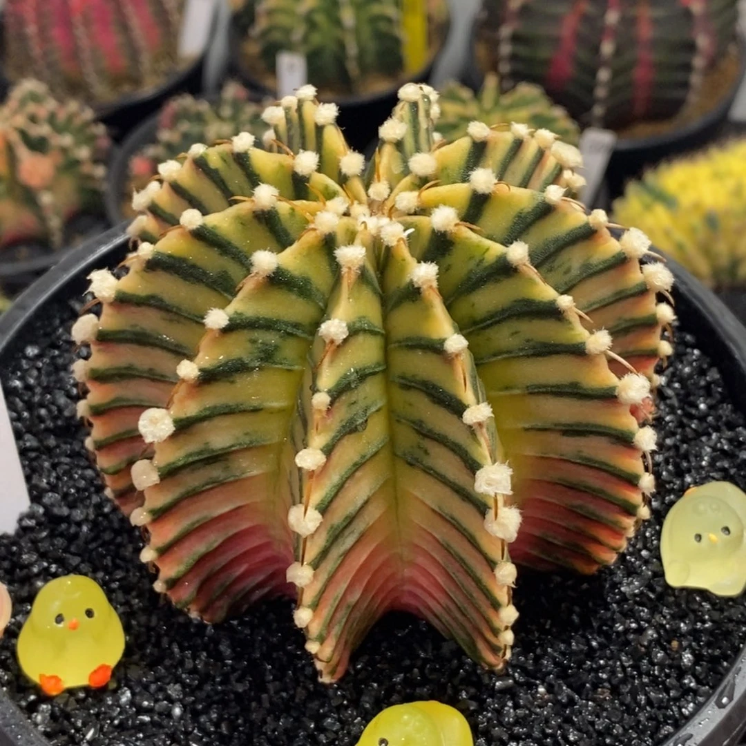 泰系神品高绒肋骨锦—带盆土发货33