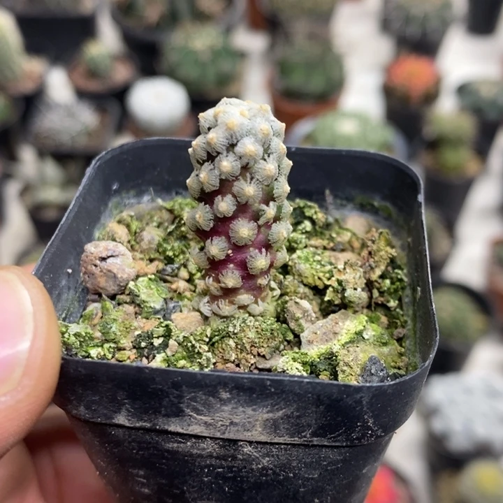 戴斯特价福利包邮