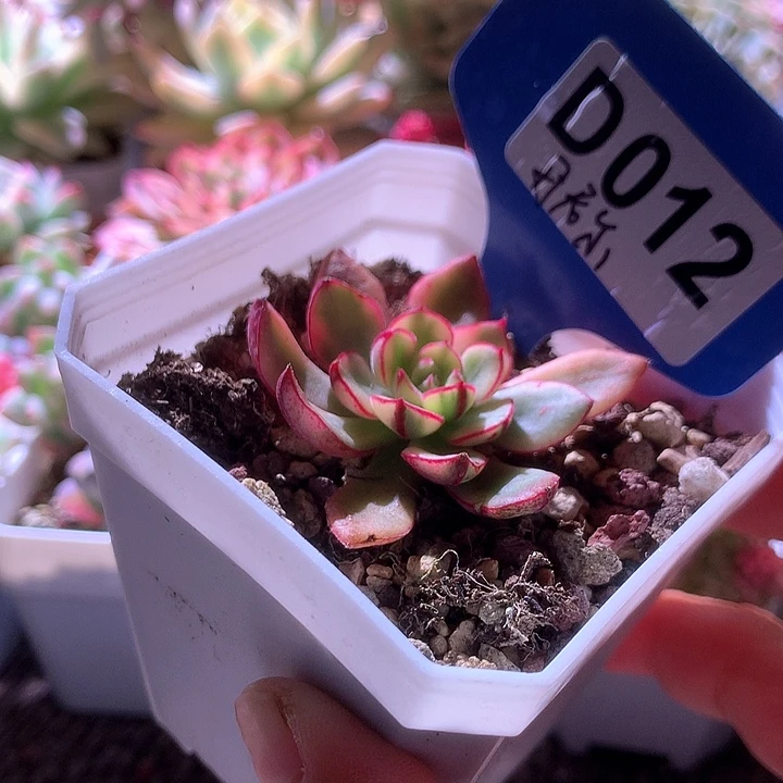 丹尼尔覆轮锦有根